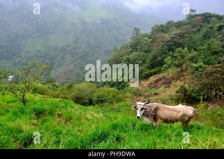 Mungere le mucche in LA ZUNGA - Ecuador confine -San Ignacio- Dipartimento di Cajamarca .PERÙ Foto Stock