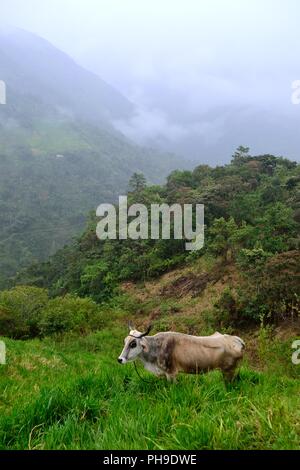 Mungere le mucche in LA ZUNGA - Ecuador confine -San Ignacio- Dipartimento di Cajamarca .PERÙ Foto Stock