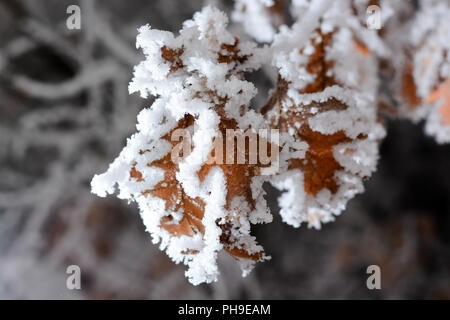 Congelate di foglie di quercia coperto di brina sulla struttura ad albero Foto Stock