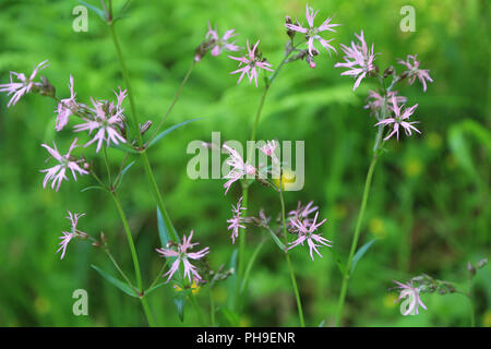 Ragged robin, lychnis flos-cuculi Foto Stock