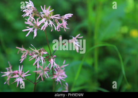 Ragged robin, lychnis flos-cuculi Foto Stock