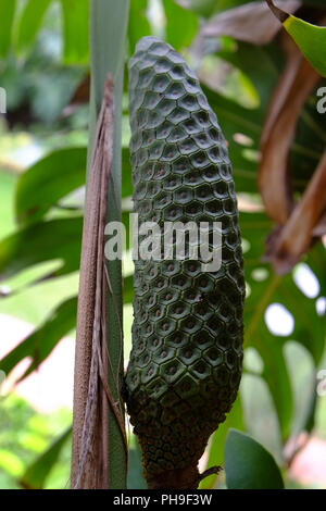 Frutto della finestra di foglia, Monstera deliciosa Foto Stock