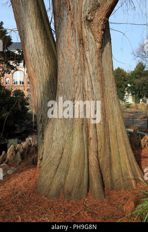 Cipresso calvo con cipressi ginocchia, Taxodium distichum Foto Stock