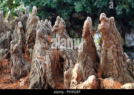 Cypress le ginocchia di un cipresso calvo, Taxodium distichum Foto Stock