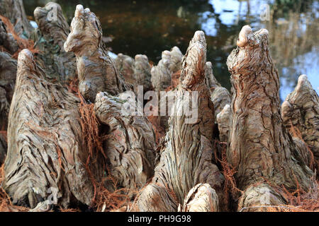 Cypress le ginocchia di un cipresso calvo, Taxodium distichum Foto Stock