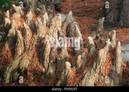 Cypress le ginocchia di un cipresso calvo, Taxodium distichum Foto Stock