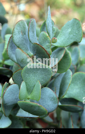 Silver Dollar impianto, Crassula arborescens Foto Stock