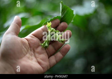 Mano umana tenendo un ramo con tre nocciole verde. Nocciola bush (nocciola), nocciole immaturi. Messa a fuoco selettiva Foto Stock