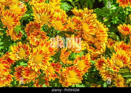 Brillante fiori multicolori Foto Stock