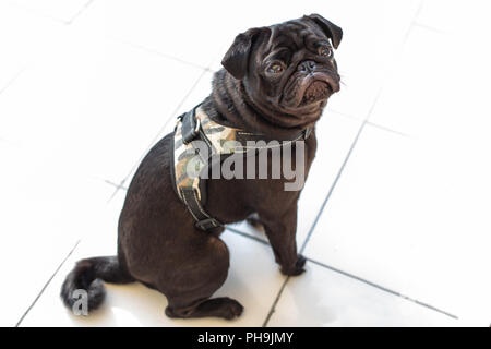 Vista posteriore del bel maschio Pug cucciolo di cane seduto di fronte al suo proprietario e guardando la fotocamera Foto Stock