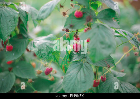 Rosso lampone bush (Rubus idaeus) con frutti maturi nel giardino biologico. Foto Stock