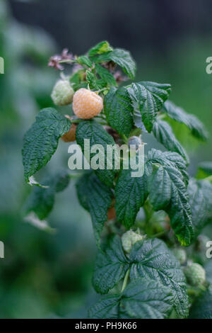 Giallo dorato lampone bush con frutti maturi nel giardino biologico Foto Stock