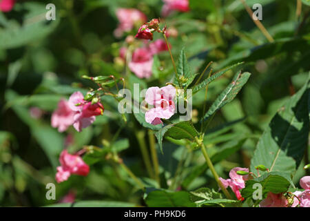 Impatiens glandulifera, Jewelweed, balsamo himalayana nel giardino. Impatiens glandulifera flower bush outdoor in natura. Motivo floreale. Fiori backg Foto Stock