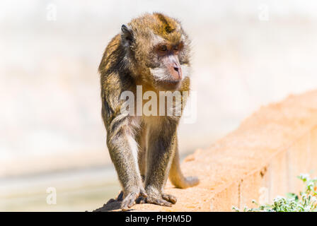 Piccola scimmia, Spagna