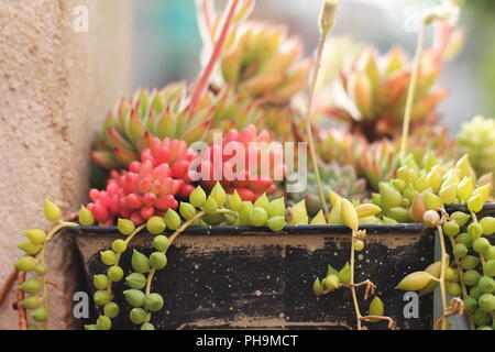 Scatola di metallo con piante succulente in diversi colori Foto Stock