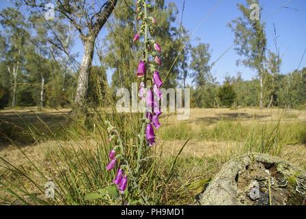 Foxglove in pascolo bosco, waldenburg montagne, Baden-Wuerttemberg Foto Stock