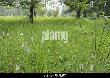 Orchidee nel bosco di pascolo, Waldenburg montagne, Baden-Wuerttemberg Foto Stock