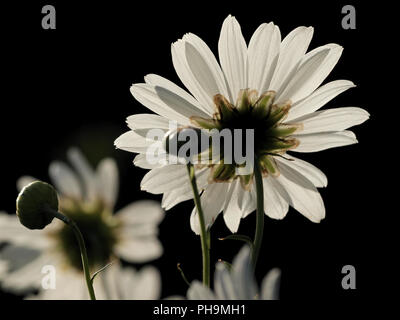 Daisy gigante o autunno occhio di bue Foto Stock