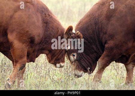 Teste di due tori sulla terra di gamma. Foto Stock