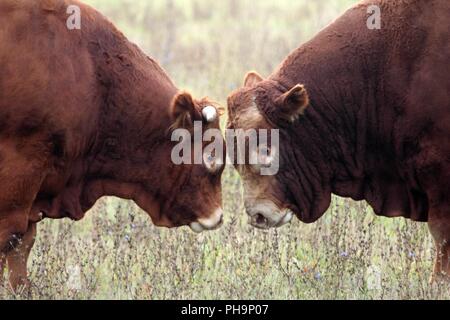 Teste di due tori sulla terra di gamma. Foto Stock