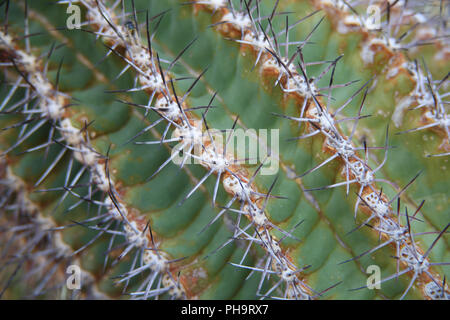 macro del cactus Foto Stock