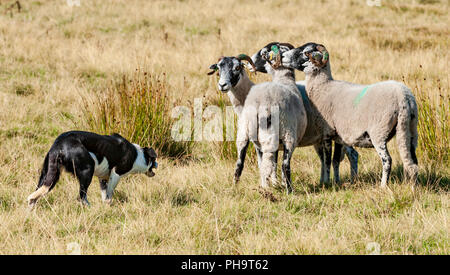 La famosa in tutto il mondo Longshaw Sheep Dog prove - Il Peak District, Derbyshire, Regno Unito Foto Stock