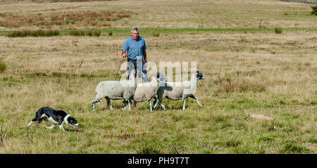 La famosa in tutto il mondo Longshaw Sheep Dog prove - Il Peak District, Derbyshire, Regno Unito Foto Stock