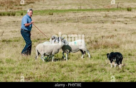 La famosa in tutto il mondo Longshaw Sheep Dog prove - Il Peak District, Derbyshire, Regno Unito Foto Stock