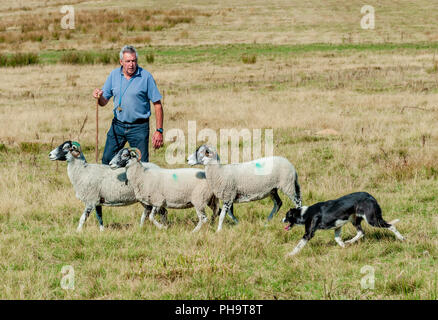 La famosa in tutto il mondo Longshaw Sheep Dog prove - Il Peak District, Derbyshire, Regno Unito Foto Stock