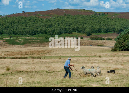 La famosa in tutto il mondo Longshaw Sheep Dog prove - Il Peak District, Derbyshire, Regno Unito Foto Stock