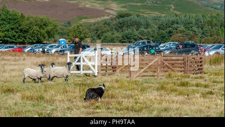 La famosa in tutto il mondo Longshaw Sheep Dog prove - Il Peak District, Derbyshire, Regno Unito Foto Stock