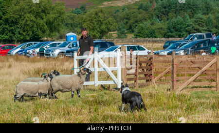 La famosa in tutto il mondo Longshaw Sheep Dog prove - Il Peak District, Derbyshire, Regno Unito Foto Stock