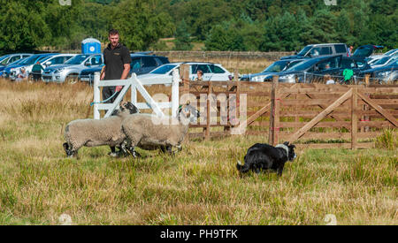 La famosa in tutto il mondo Longshaw Sheep Dog prove - Il Peak District, Derbyshire, Regno Unito Foto Stock