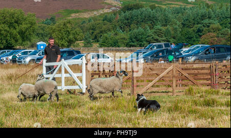 La famosa in tutto il mondo Longshaw Sheep Dog prove - Il Peak District, Derbyshire, Regno Unito Foto Stock