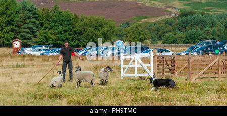 La famosa in tutto il mondo Longshaw Sheep Dog prove - Il Peak District, Derbyshire, Regno Unito Foto Stock