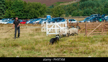 La famosa in tutto il mondo Longshaw Sheep Dog prove - Il Peak District, Derbyshire, Regno Unito Foto Stock