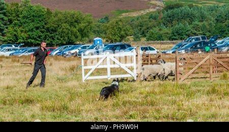 La famosa in tutto il mondo Longshaw Sheep Dog prove - Il Peak District, Derbyshire, Regno Unito Foto Stock