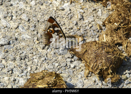 Viola imperatore sale di degustazione di escrementi di cavallo, Germania Foto Stock