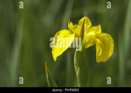 Iris siberiano in piena fioritura, Stoccarda, Germania Foto Stock