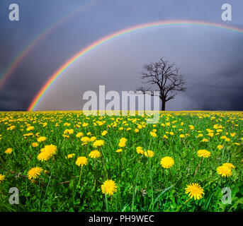 Campo di tarassaco e albero morto sotto il cielo nuvoloso con rainbow Foto Stock