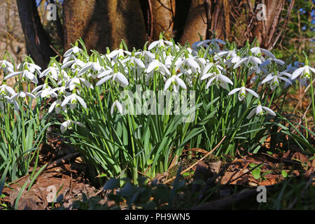 Snowdrops (Galanthus nivalis) Foto Stock