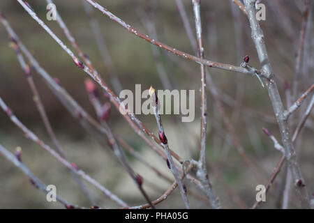 Impianto Chokeberry in primavera con gemme non aperti Foto Stock