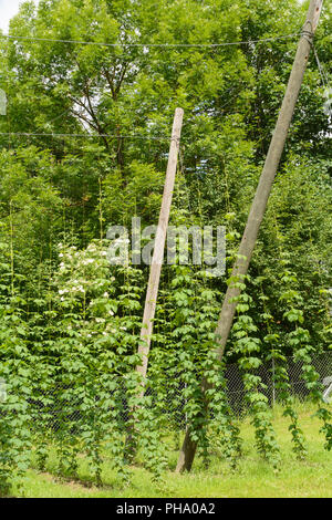 Coltivazione del luppolo in primavera - aiuti per il luppolo Foto Stock