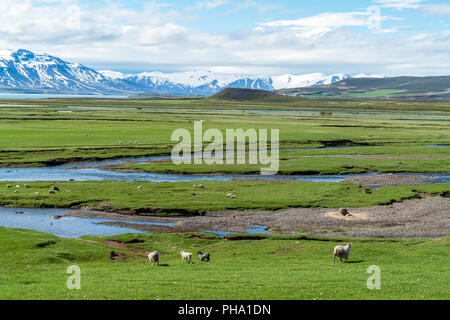 Paesaggio islandese pieno di pecore - Islanda Foto Stock