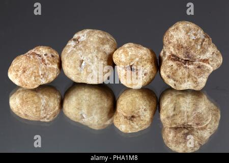 Tartufi bianchi della specie Tuber oligospermum Foto Stock