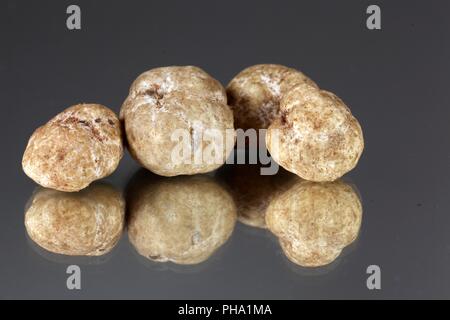 Tartufi bianchi della specie Tuber oligospermum Foto Stock