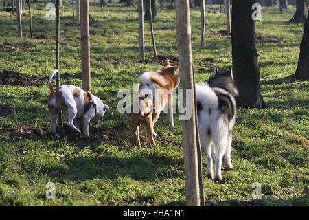 Cordiale compagnia del cane nella foresta Foto Stock