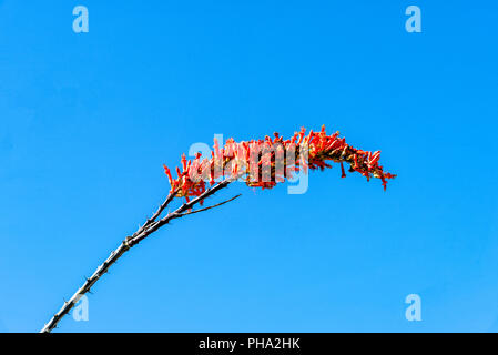 Ocotillo pianta con fiori di colore rosso su una boccola spinosa contro un diritto blue sky. Foto Stock