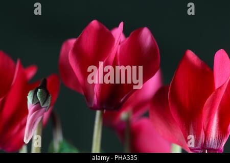 Fiore rosso di un persiano (ciclamino Cyclamen persicum) Foto Stock