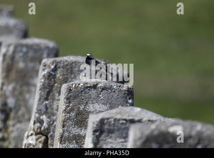 White Wagtail, Canyon Cheile (Cheie) Dobrogei, Romania Foto Stock